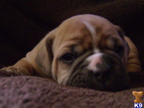 Old English Bulldog Puppies